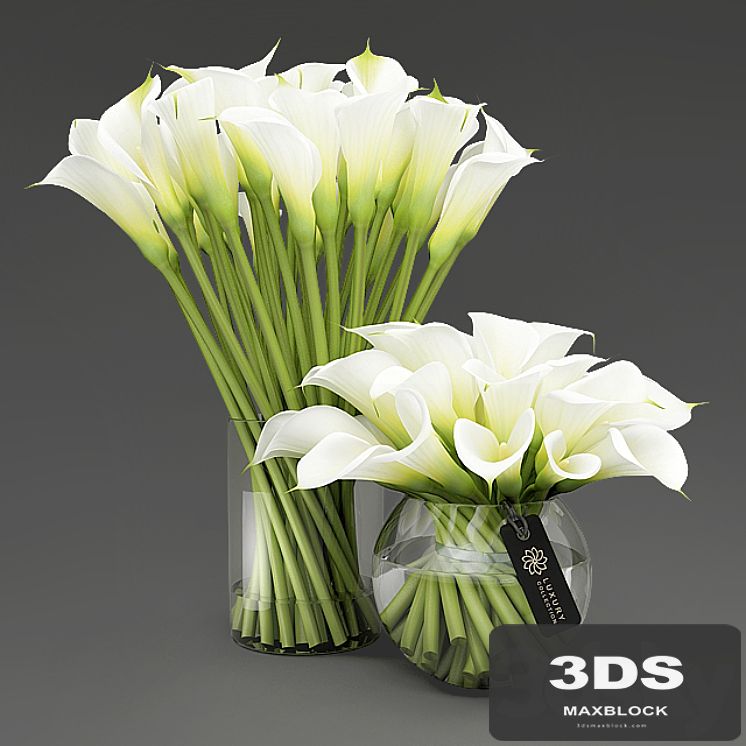 Callas_3