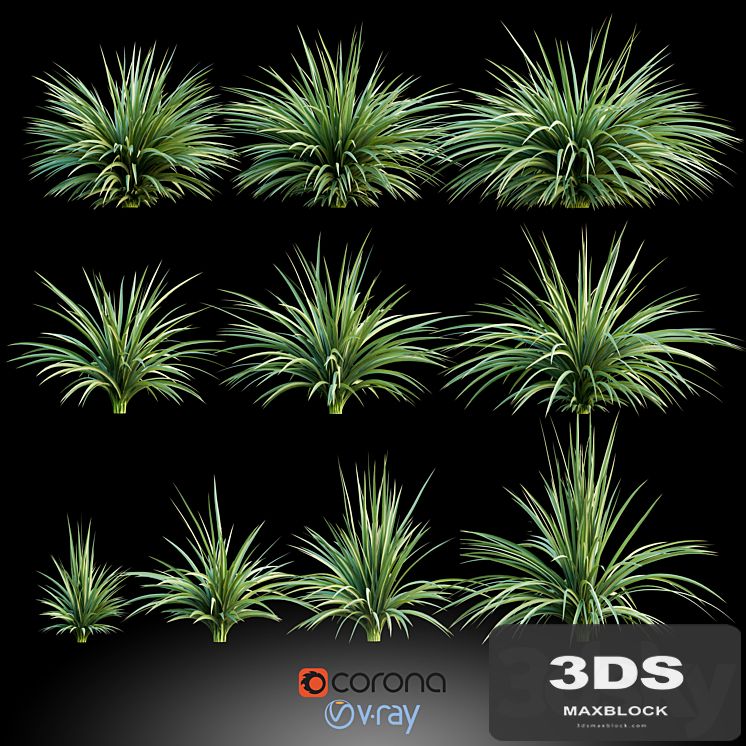 Plants for the exterior