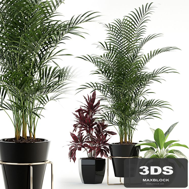 Plants collection 89