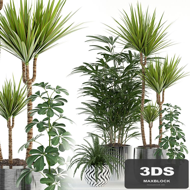 Plants collection 90
