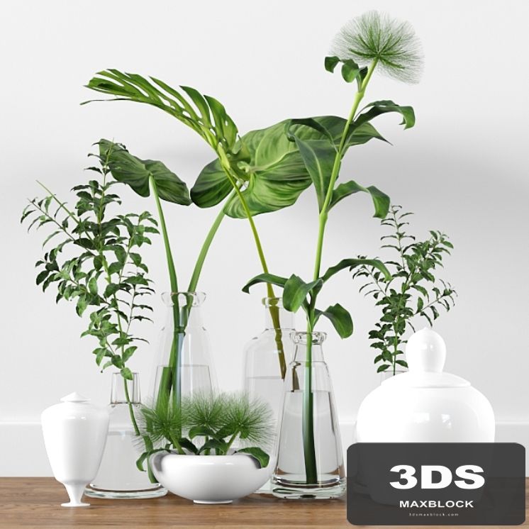 Plants tree indoor