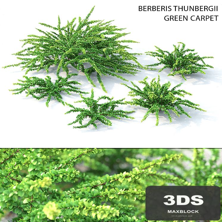 Barbaris Tunberga Green Carpet
