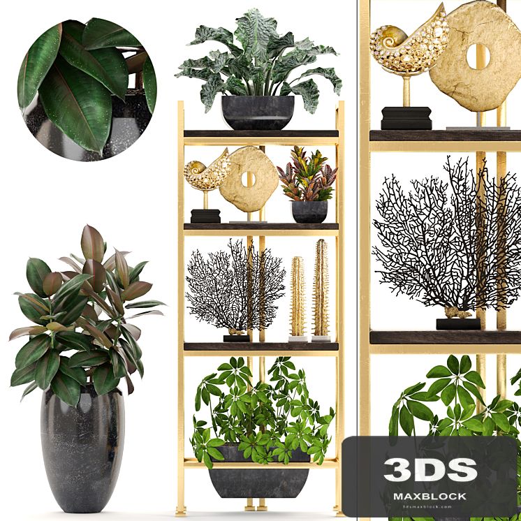 Decorative set. 4. Shelf with flowers, gold, coral, Ficus, pot, Rack, decor, Schefflera, luxury, ficus abidjan