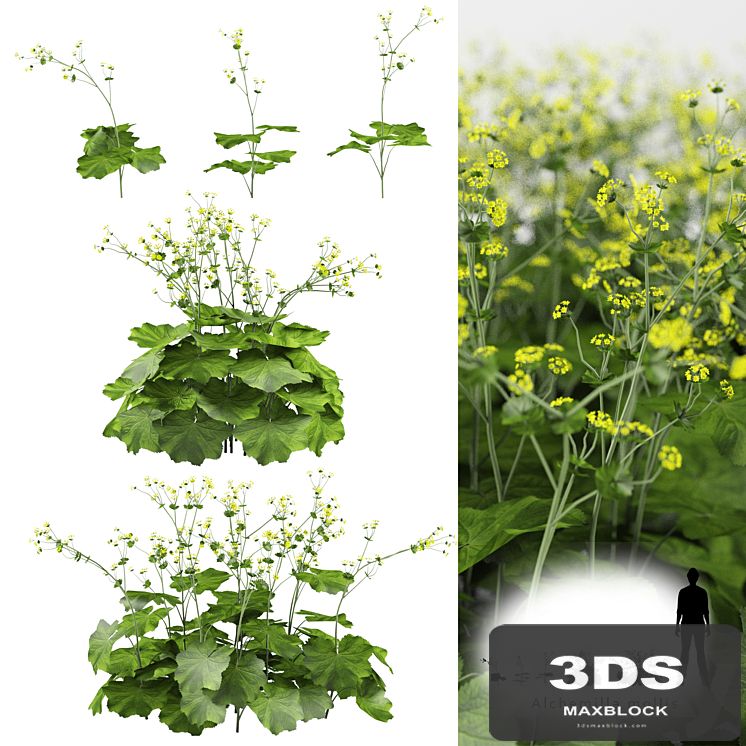 Soft bush cuff | Alchemilla mollis