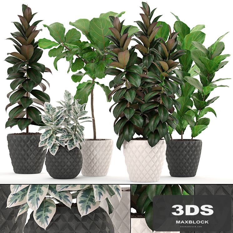 ficus collection 212. Ficus Lyrata, Robusta, tree, pot, flowerpot, concrete, indoor, ficus abidjan