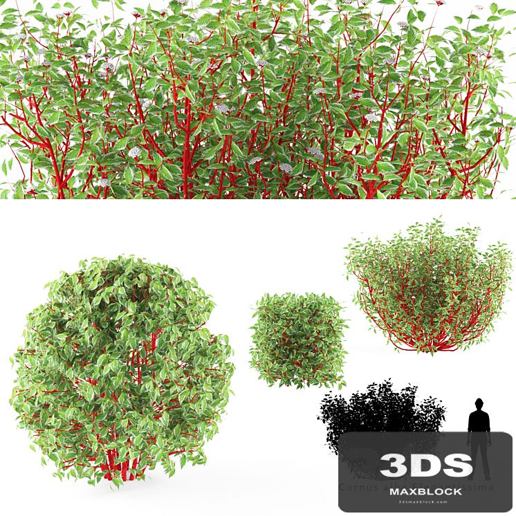 Derain white bush | Cornus alba Elegantissima