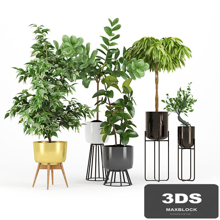 Ficus Set two