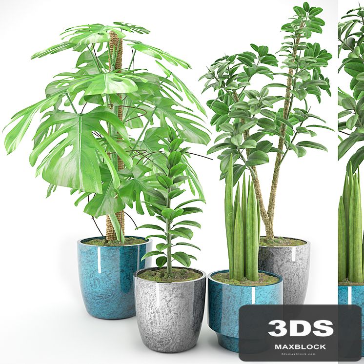 Plant 41
