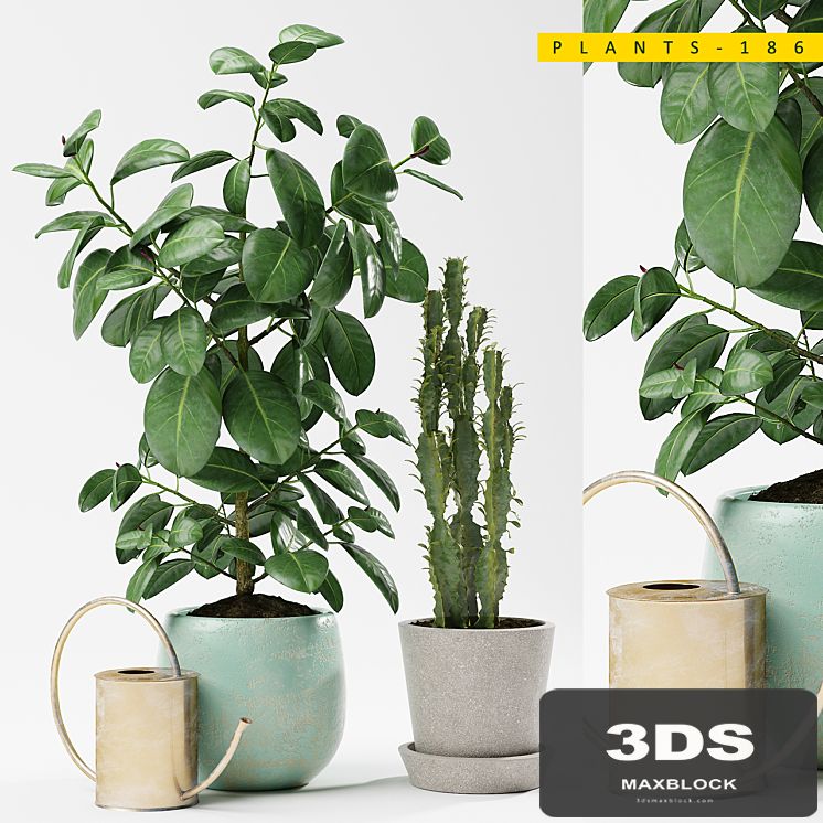 PLANTS 186