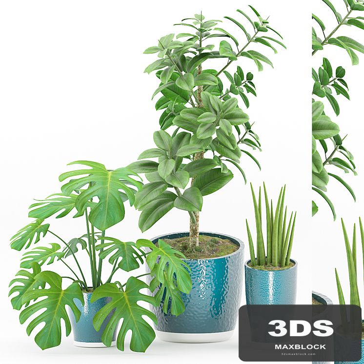 Plant 43