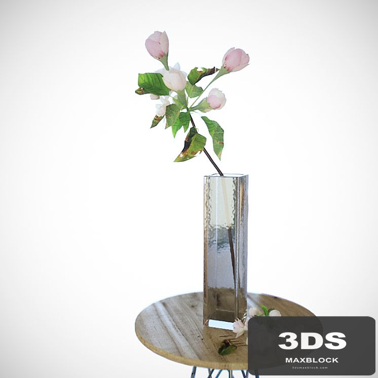 Apple tree branch