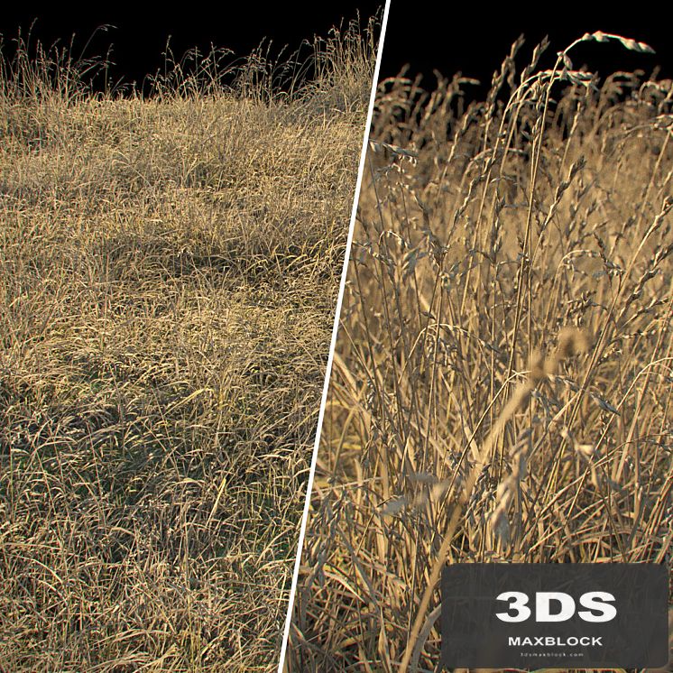 Dry grass