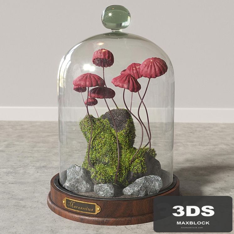 Marasmius_Florarium