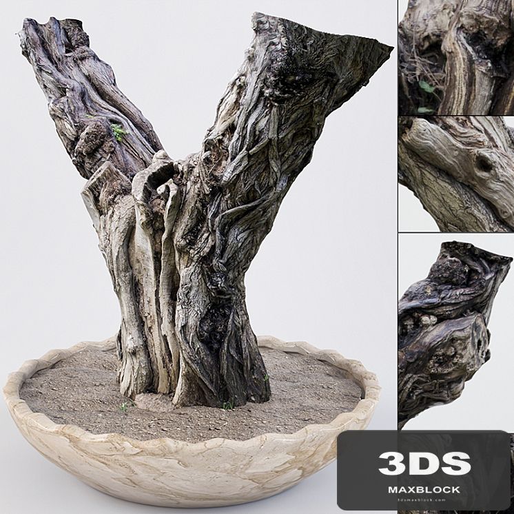 Realistic Old Tree