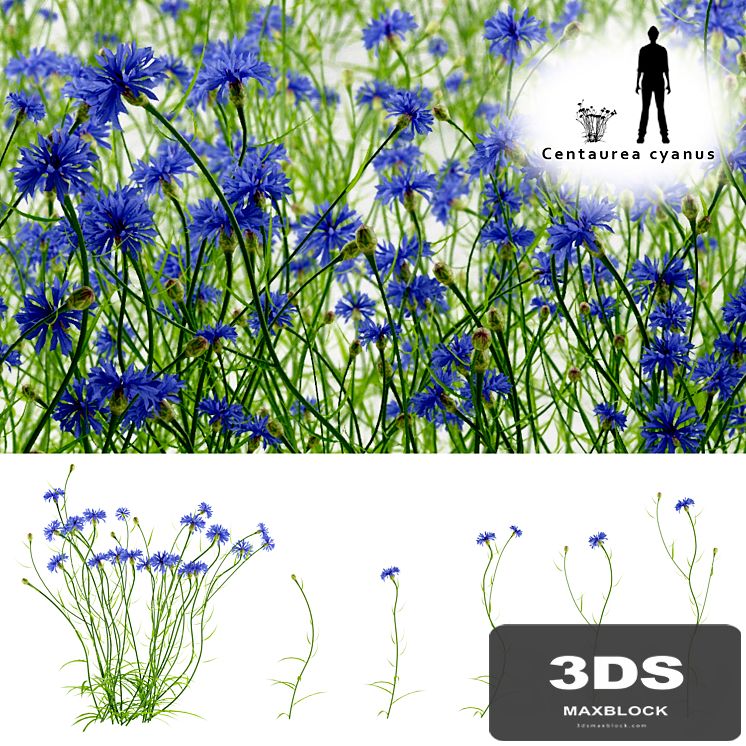Cornflower blue flower | Centaurea cyanus
