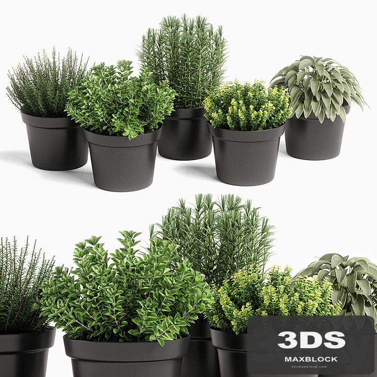 plants set 05