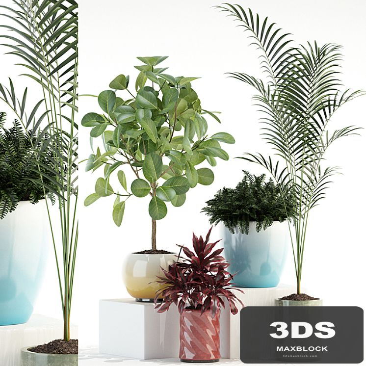 Plants collection 92