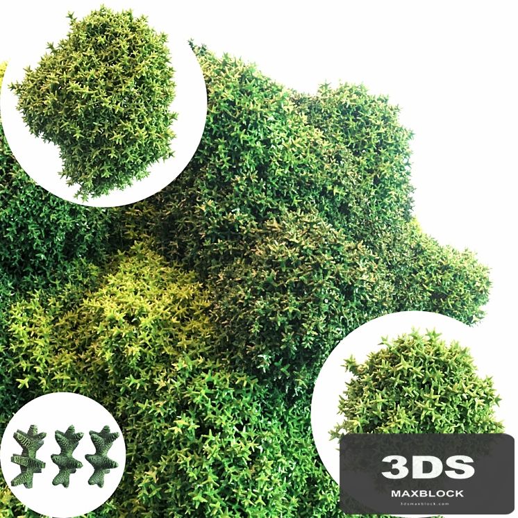 Moss