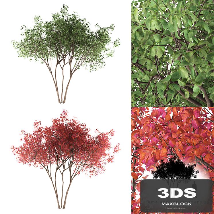 Irga Lamarca Canadian solitaire | Amelanchier canadensis