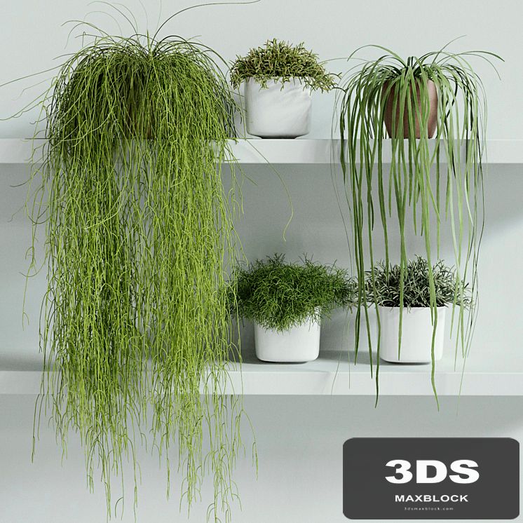 RHIPSALIS Set 01