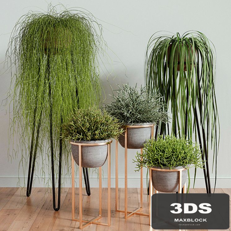 RHIPSALIS Set 02