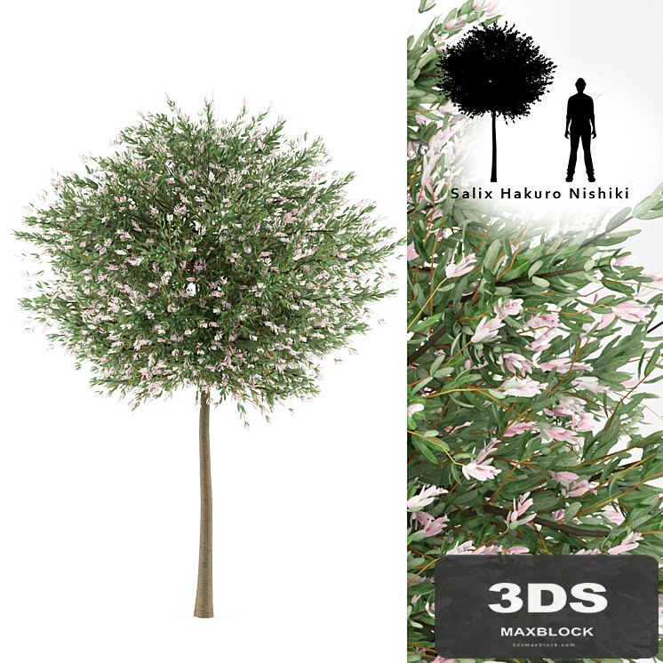 Willow whole-leafed tree | Salix integra 'Hakuro Nishiki'