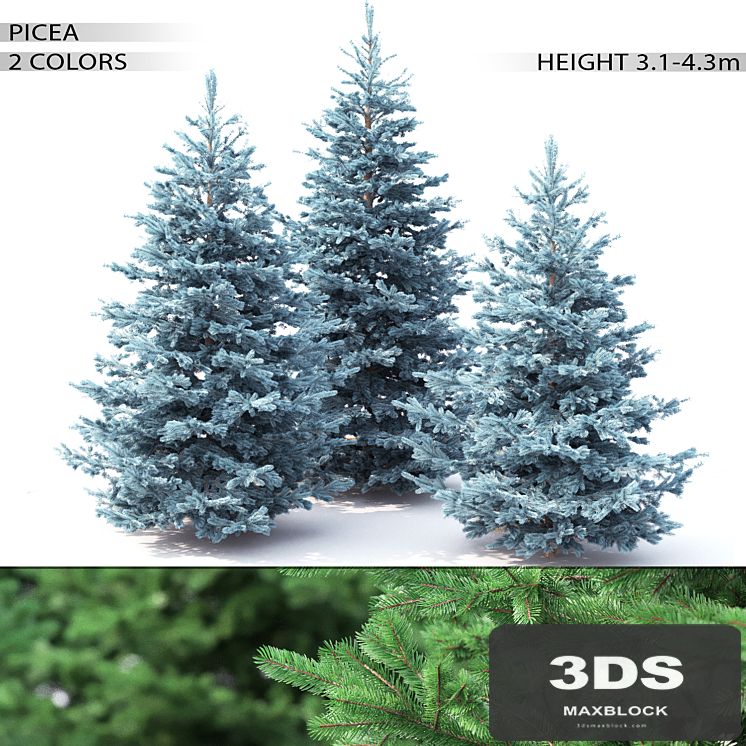 Spruce