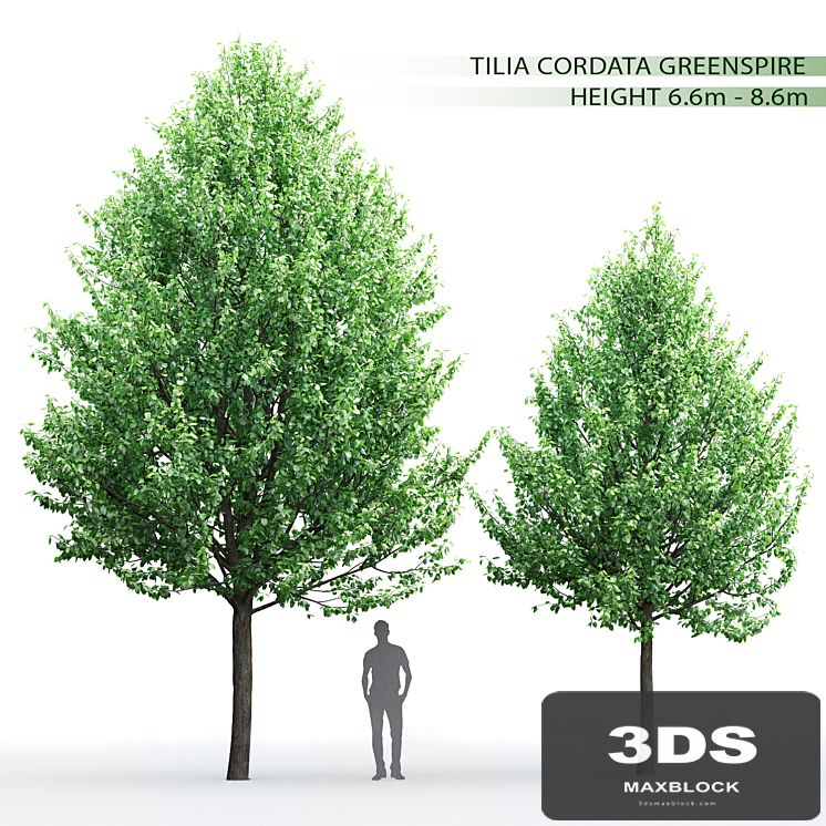 Tilia
