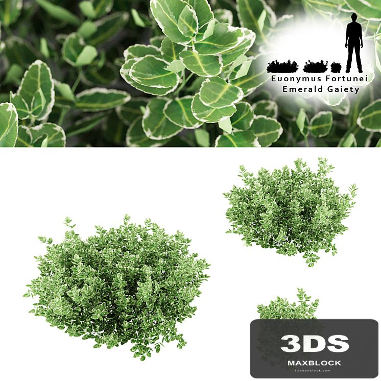Fortescu bushes | Euonymus Fortunei Emerald Gaiety