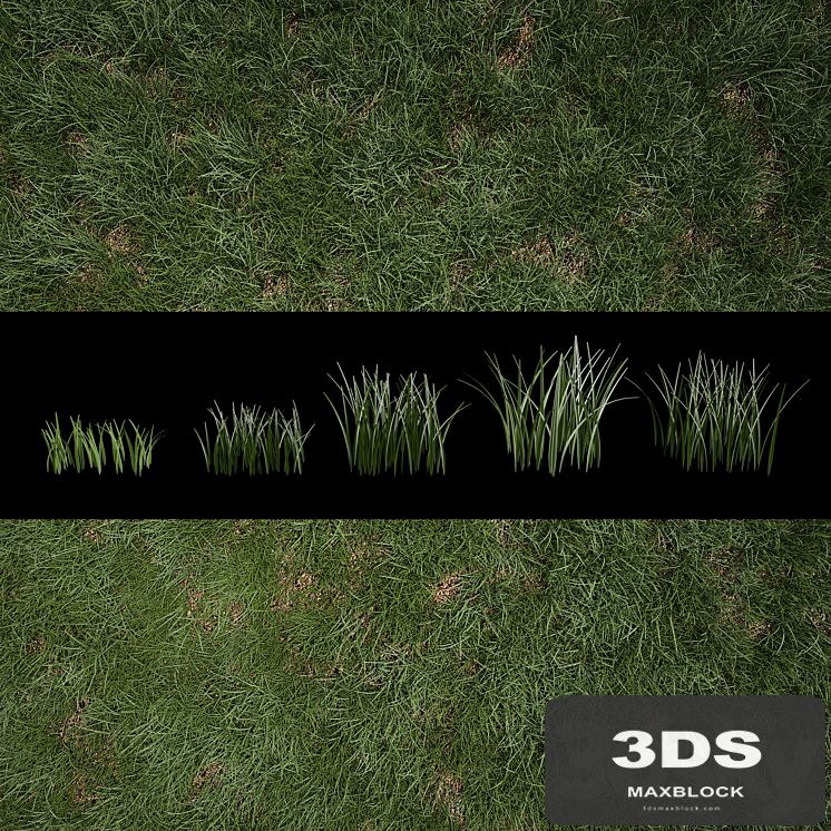 Grass for Exteriors