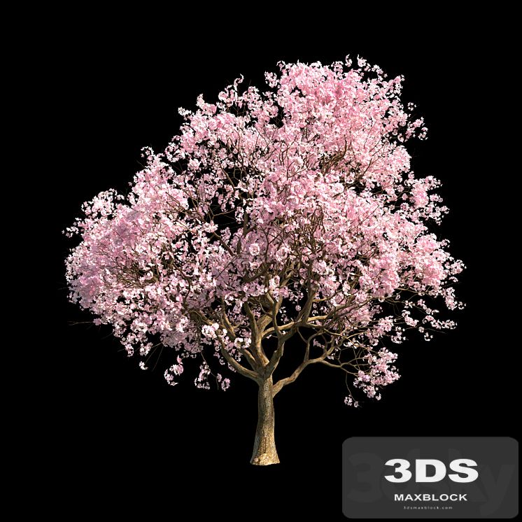 Sakura 5