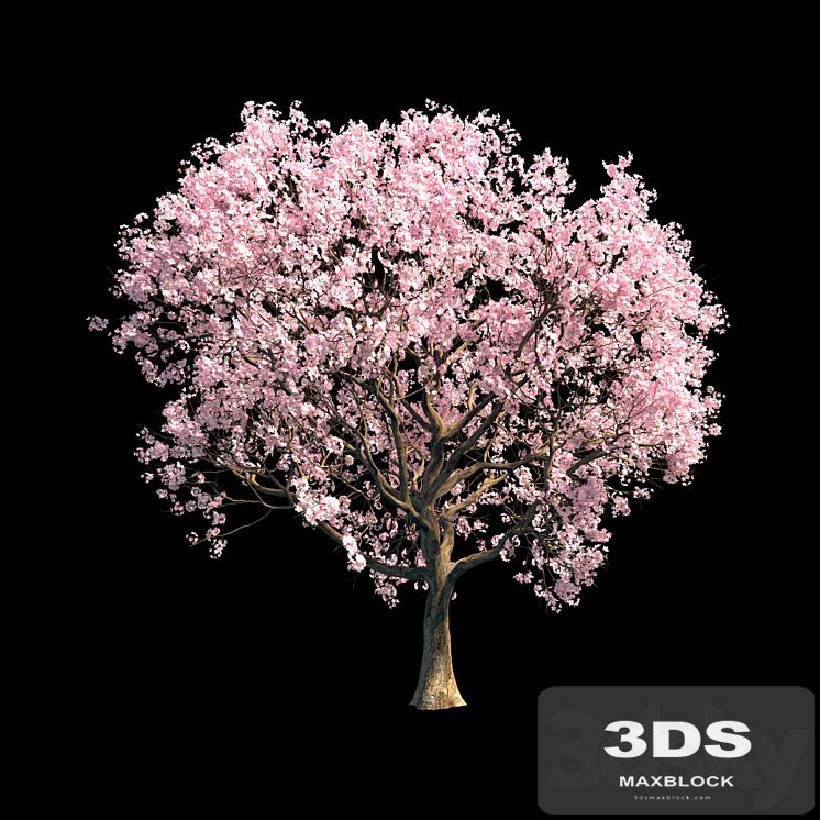 Sakura 8
