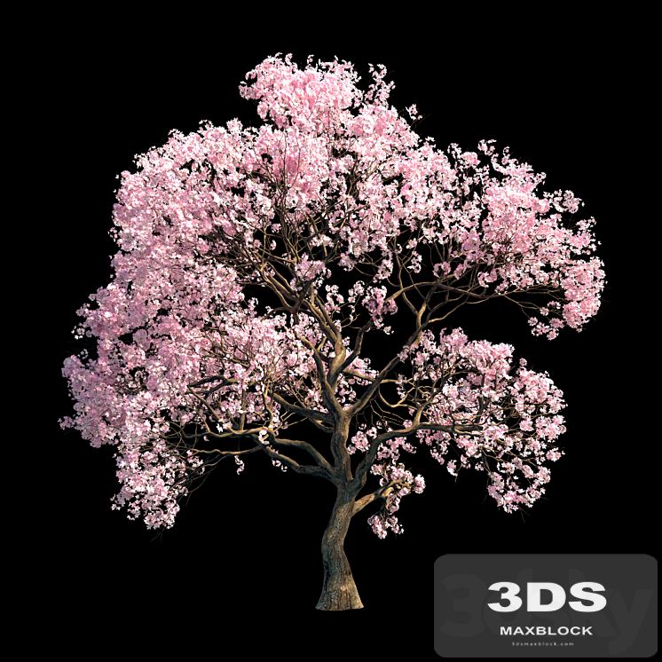 Sakura 9