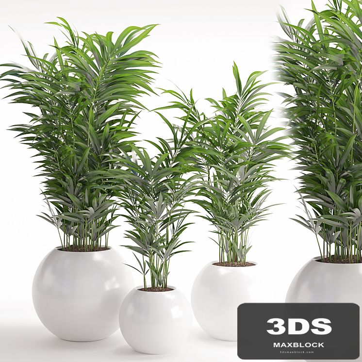 Houseplant 20