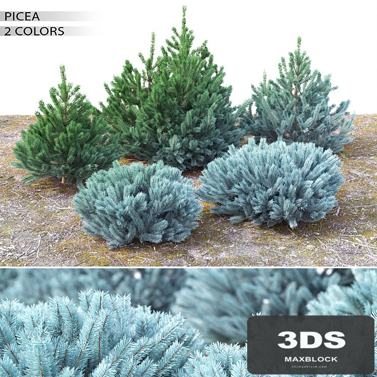 Spruce