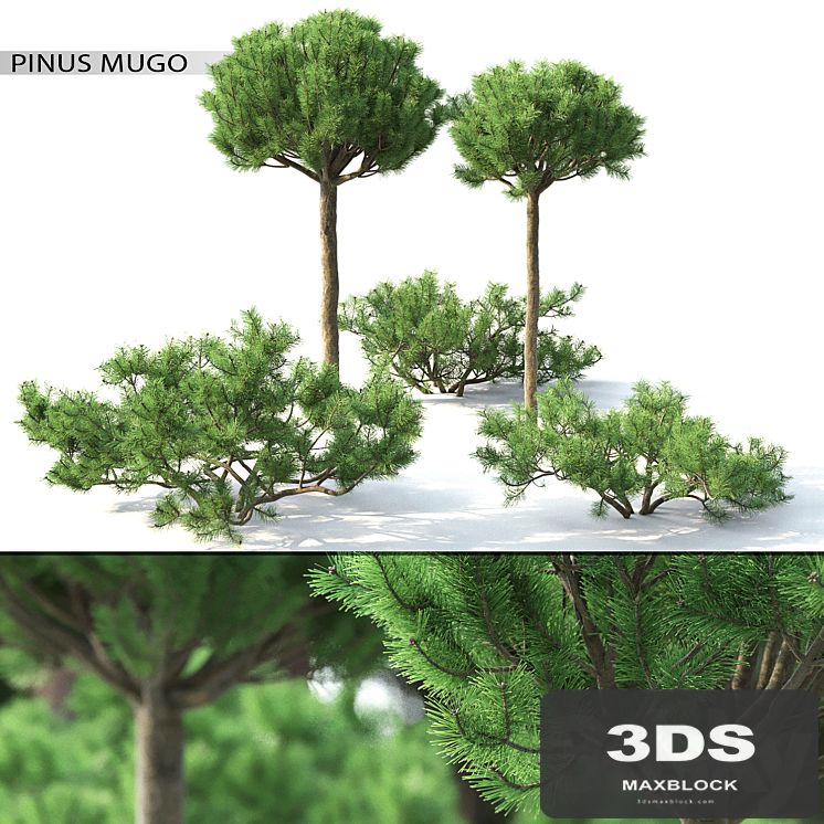Pinus Mugo 3