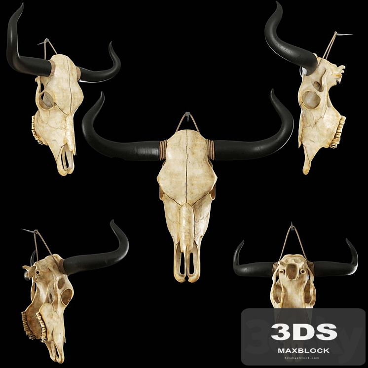 Cow skull