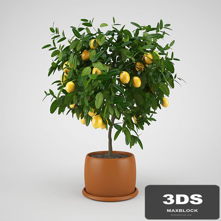 Lemon tree