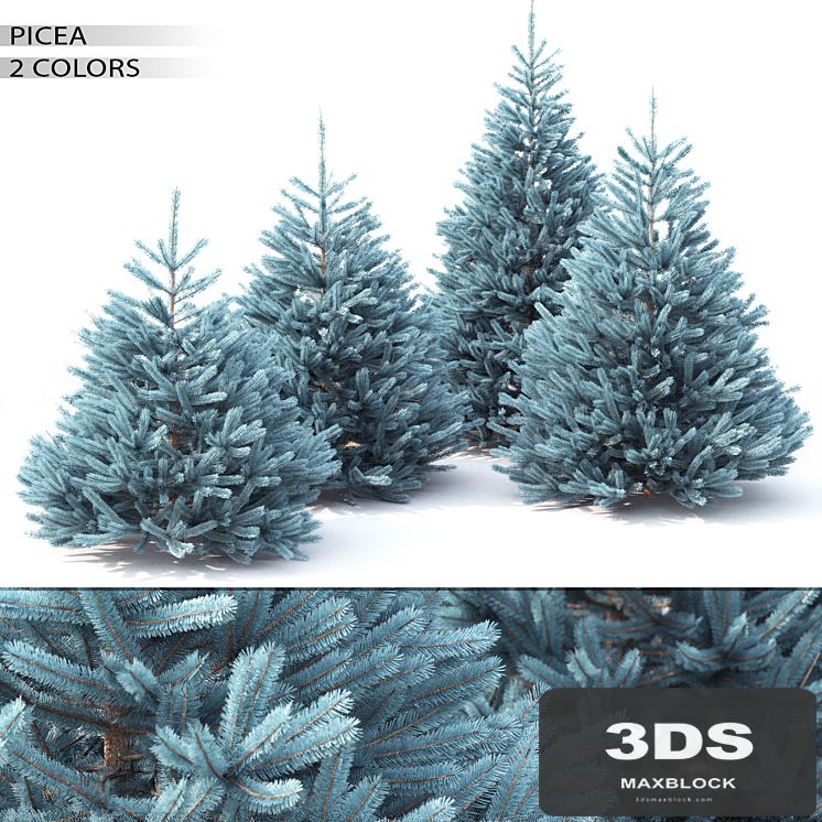 Spruce