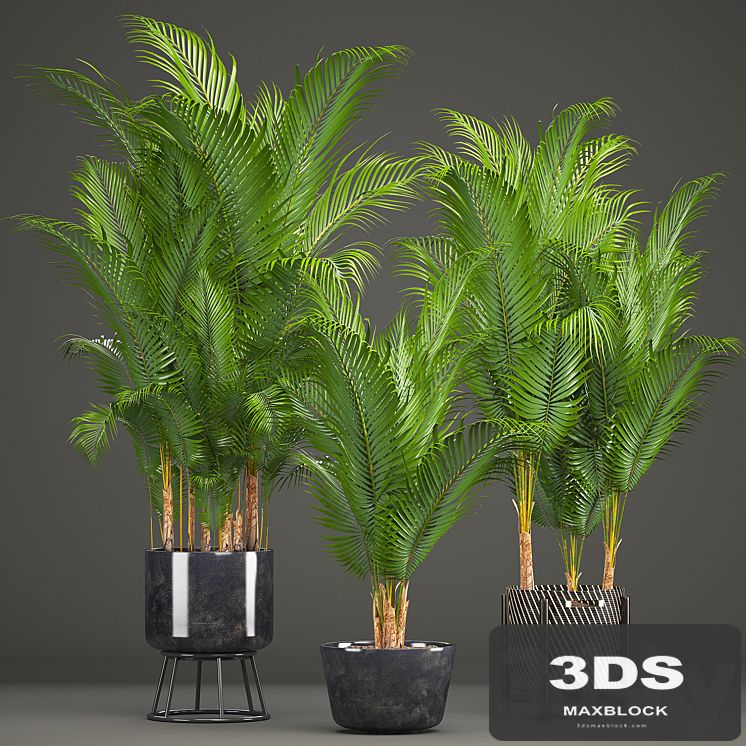 Plant collection 216. Howea forsteriana, palm tree, basket, black pot, indoor plants