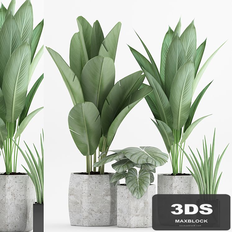 Plant 70