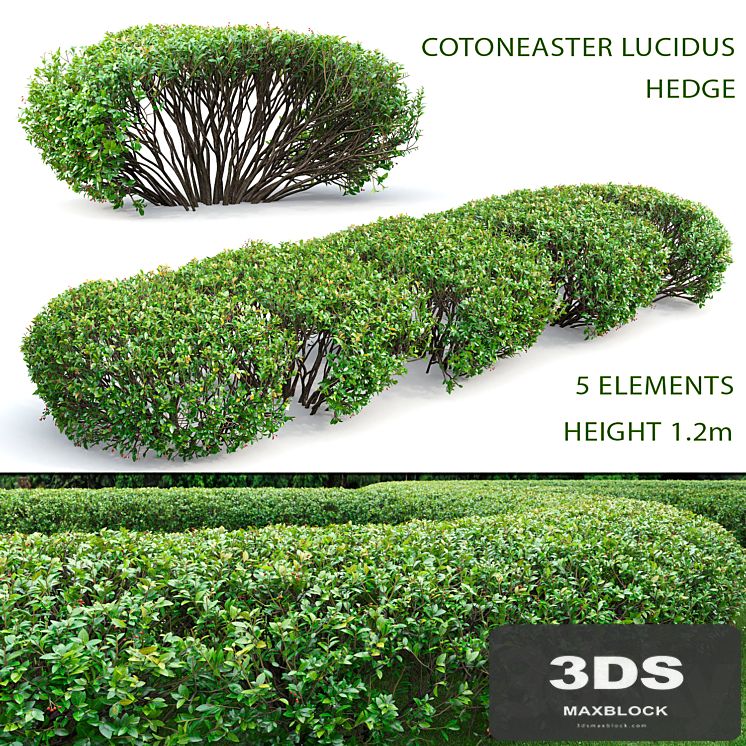 Cotoneaster lucidus hedge # 1