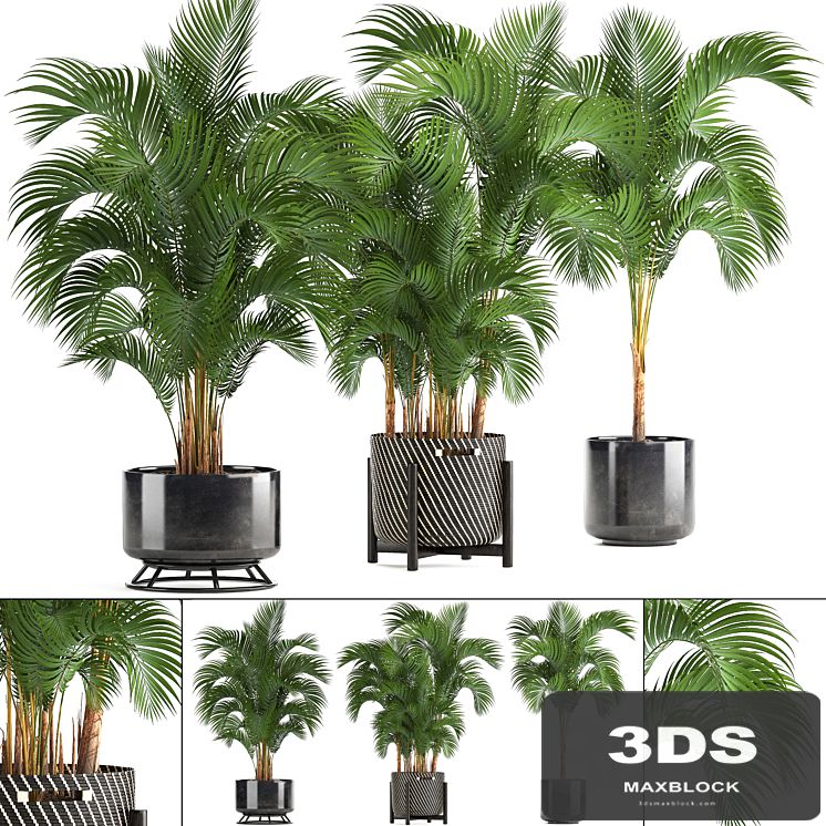 Collection of plants Howea forsteriana 217. Indoor palm, hovea, basket, black flowerpot, bushes, pot