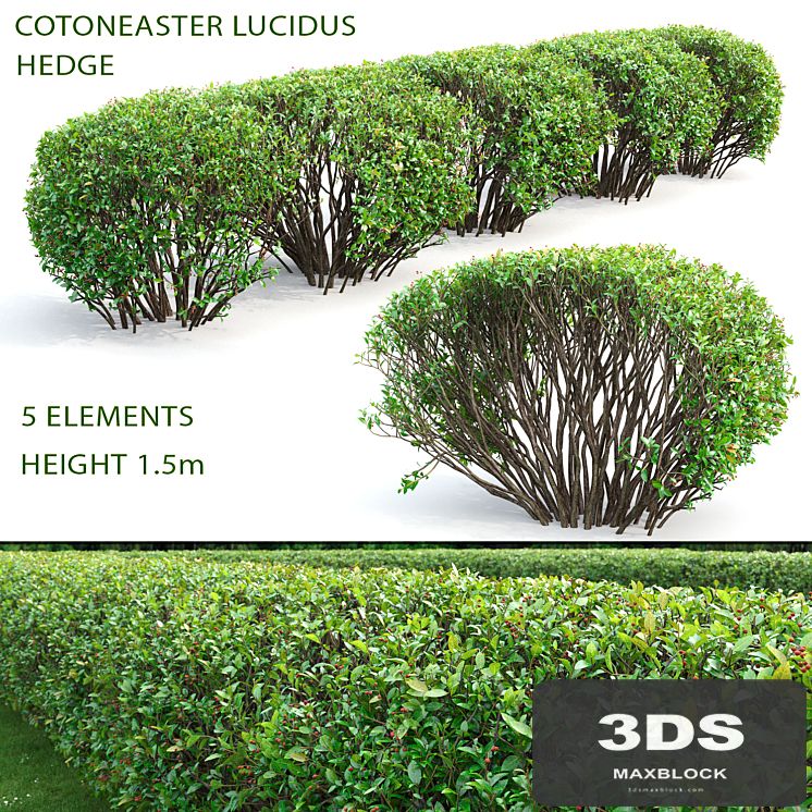 Cotoneaster lucidus hedge #2