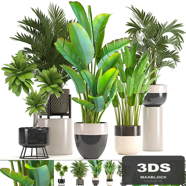 Collection of plants. strelitzia, hovea, palm tree, bush, banana, indoor plants, strelitzia, interior, indoor, decorative