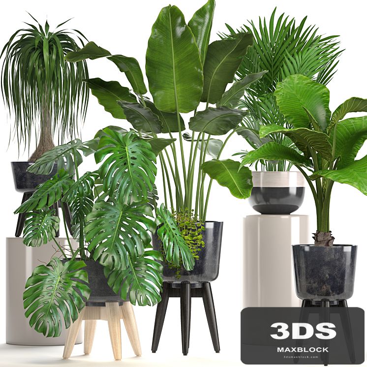 Collection of plants. indoor plants, banana, monstera, palm, alocasia, dracaena, strelitzia