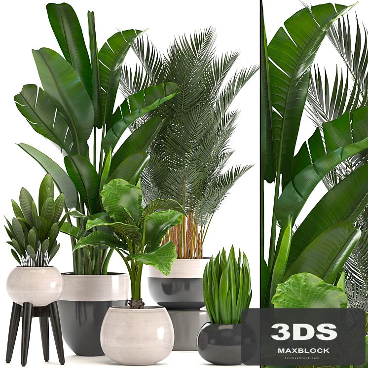 Collection of plants. strelitzia, banana, palm tree, hovea, alocasia, interior plants, scandinavian style, pot, flowerpot, luxury decor, strelitzia