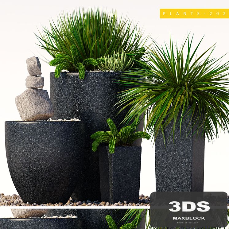 plants 202