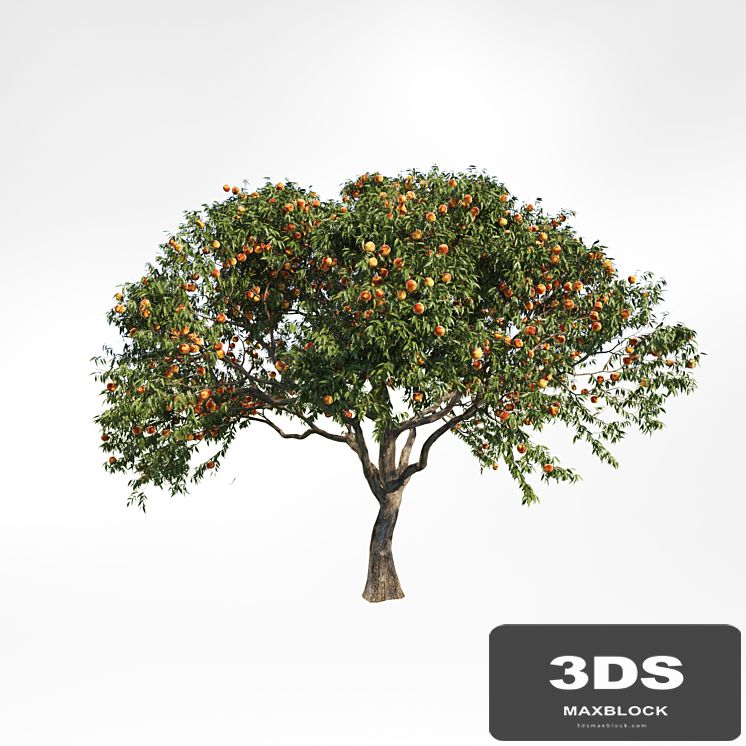 peach tree 2