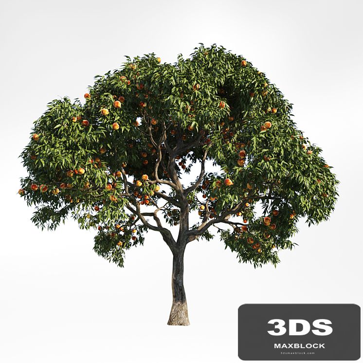 peach tree 10